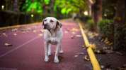 Perro perdido en calles se muestra un poco agresivo